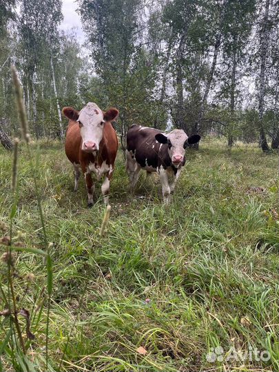 Телята бычки коровы