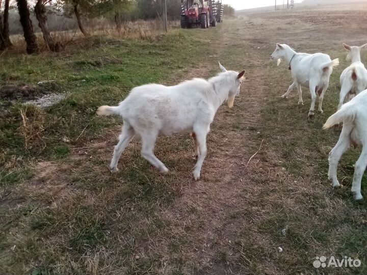 Козел зааненский