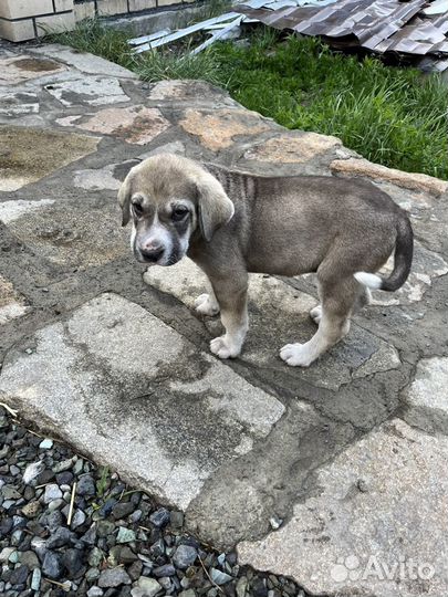 Собака Алабай 2 с половиной мес