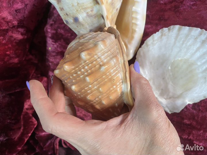 Ракушки для оформления аквариума