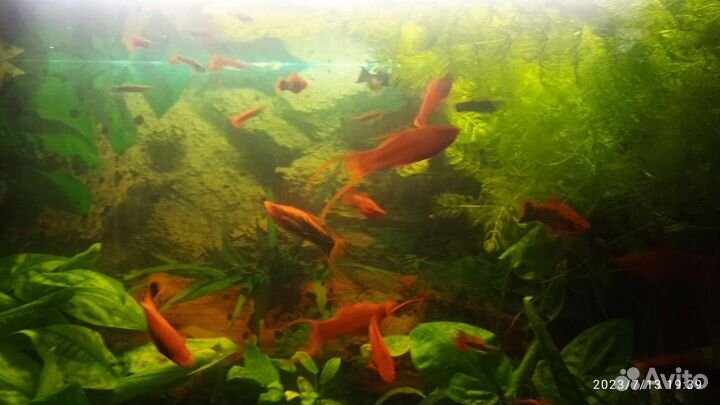 Аквариумные рыбки