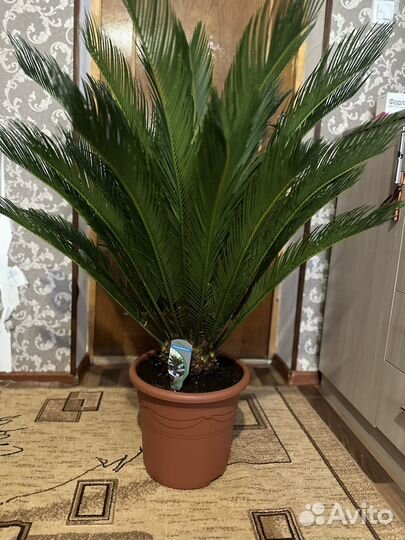 Cycas revoluta