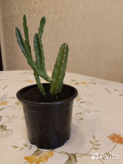 Стапелия красная хищнный цветок