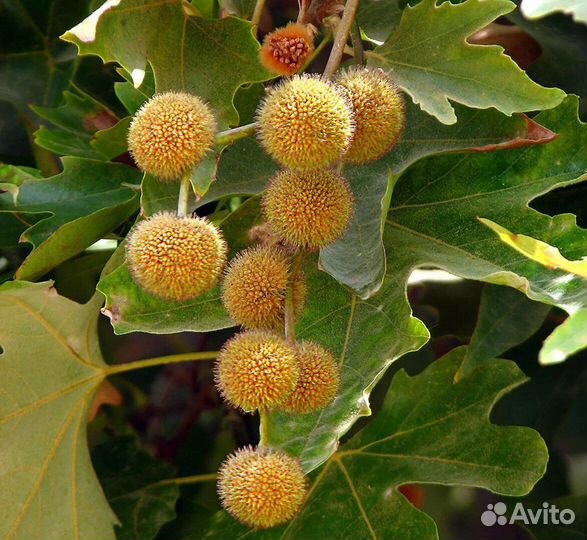 Платан шишка