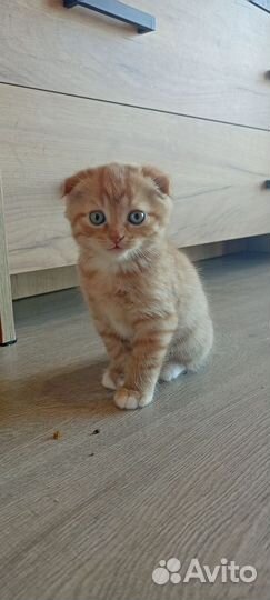 Вислоухие котята