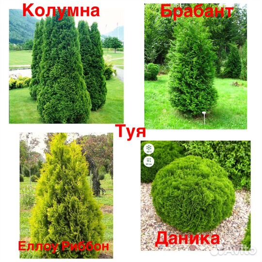 Туя Брабант, Смарагд, Спиралис и др