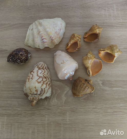 Морские ракушки, звезда, коралл