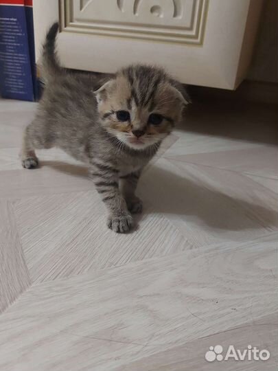 Шотландская вислоухая кошка