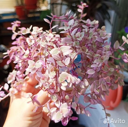 Традесканция каллизия