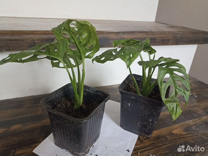 Монстера манки