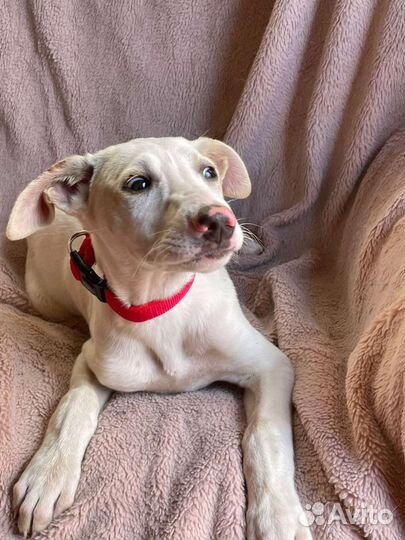 Щенок, метис уиппета