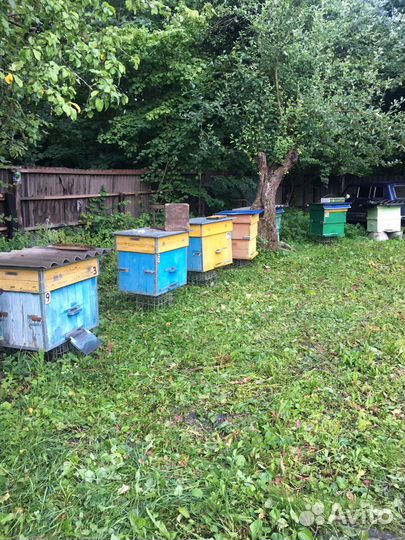 Пчелы с ульями