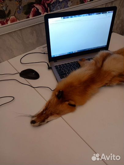 Шкурки лисы