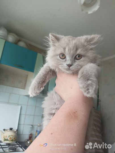 Котята британские