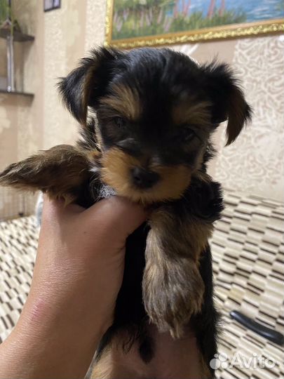 Йоркширский терьер