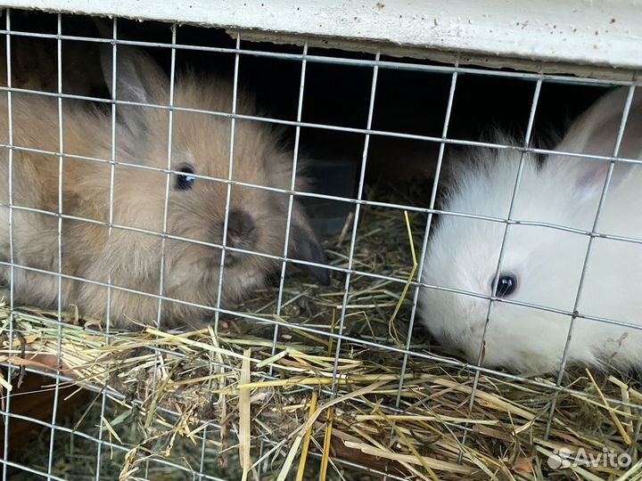 Декоративные кролики