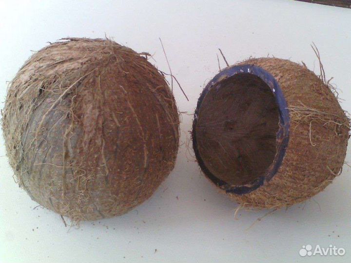 Грот из кокоса, дом для хомяка, домик для ахатин