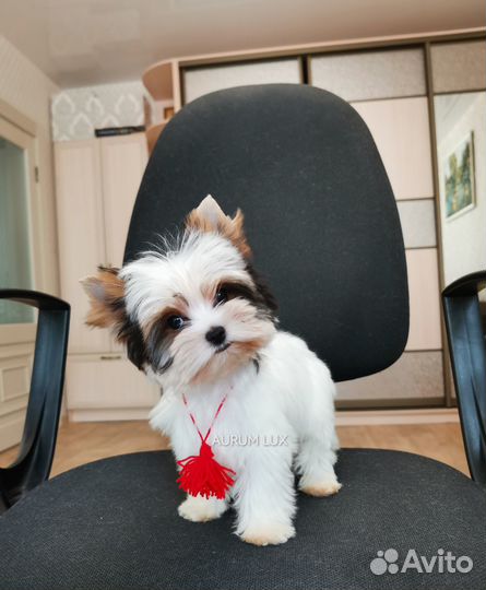 Мини девочка Бивер беби фейс