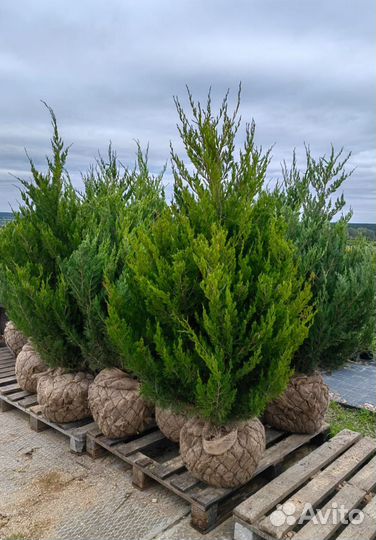 Можжевельник Спартан