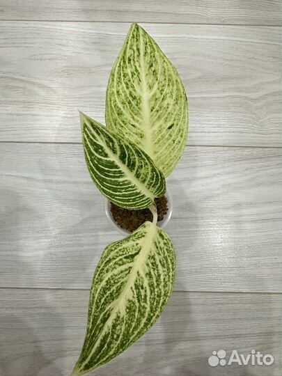 Аглаонема вайт легаси