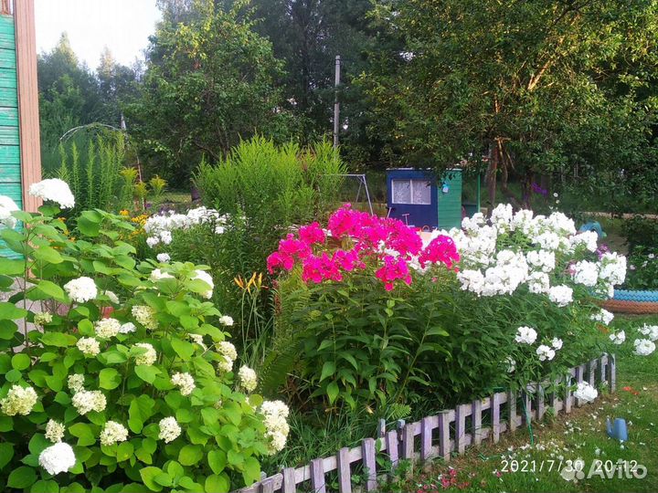 Многолетние садовые растения