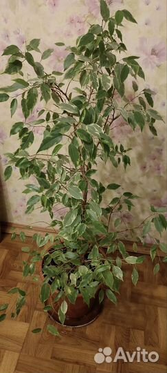 Фикус бенджамина