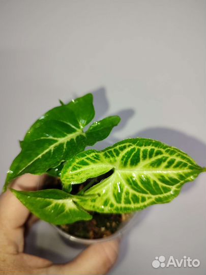 Сингониум Батик