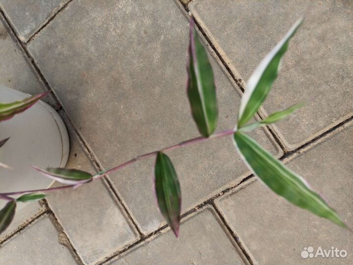 Оплисменус коротковолосый (Oplismenus hirtellus )