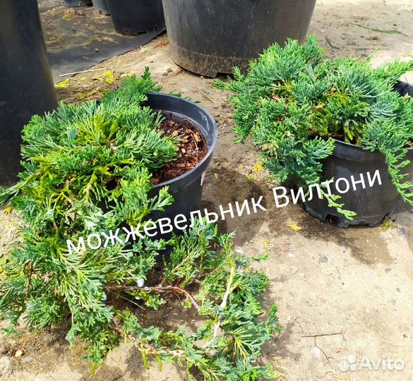 Можжевельники