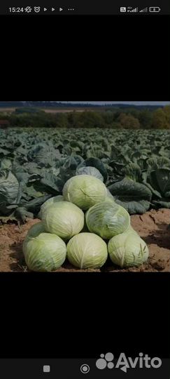 Продается капуста Ларсия 20