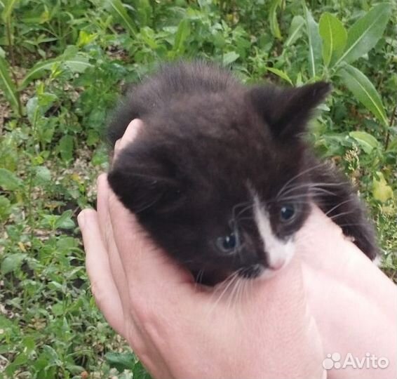 Котята в дар бесплатно