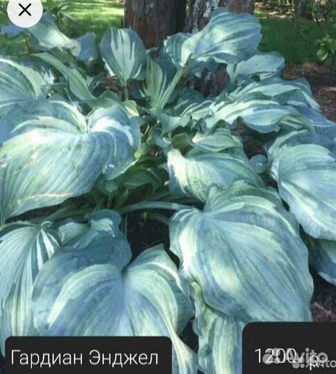 Хосты Гардиан Энджел, файер энд Айс, Глэд Рэгз