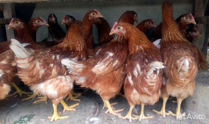 Куры молодки