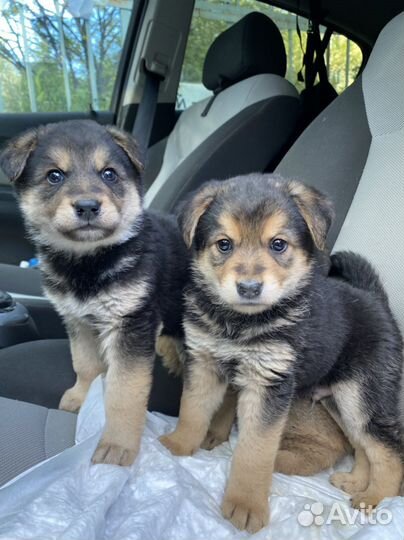 Щенки 2 мес