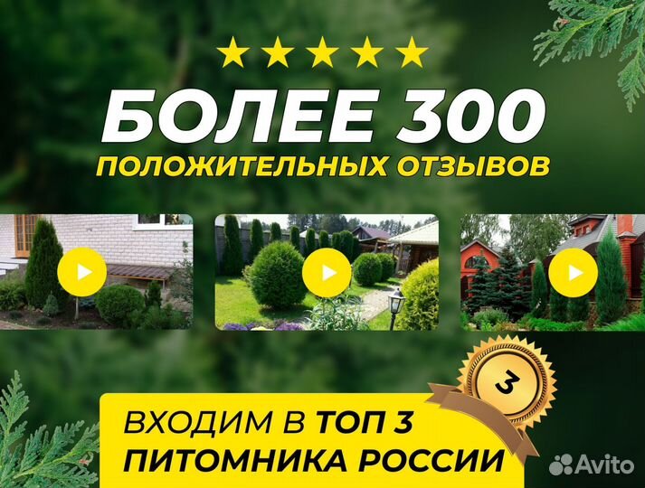 Туя Колумна