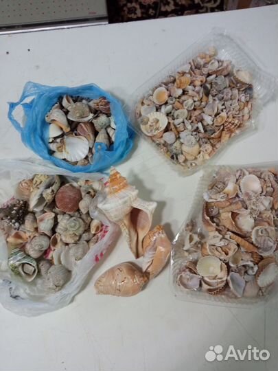 Морские ракушки раковины