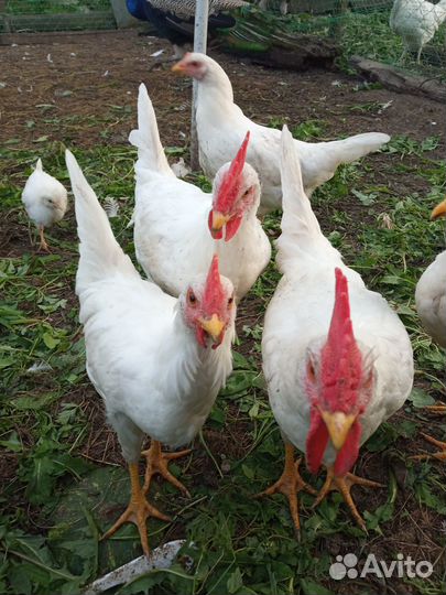 Петухи, молодые петушки