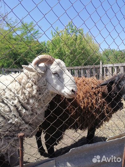 Баран дорпер 75% и 3 ярки