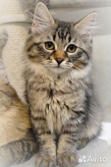 Сибирские малыши