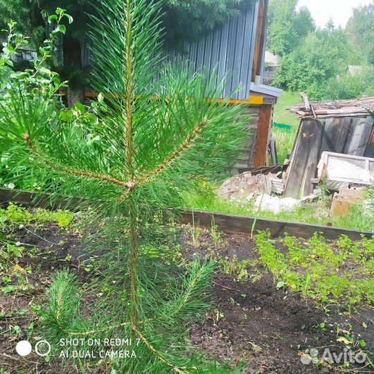 Саженцы кедра