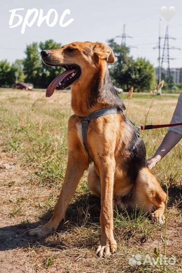 Брюс из приюта ищет хозяина