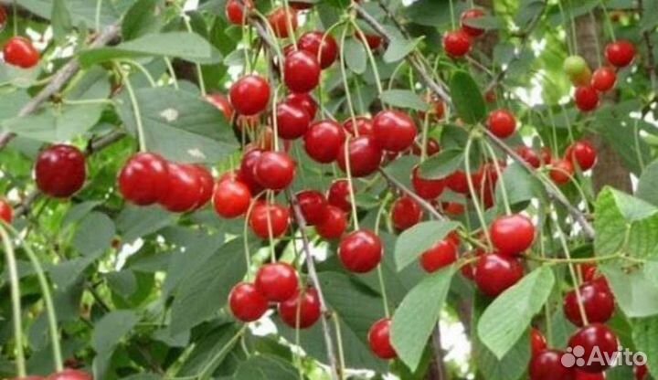 Саженцы вишни