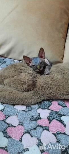 Канадский сфинкс котенок мальчик