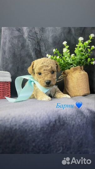 Шикарные пушончики