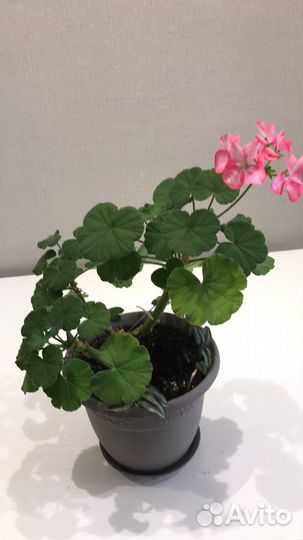Пеларгония герань
