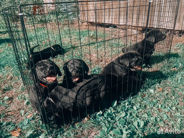 Щенки лабрадора