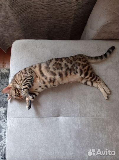 Бенгальская кошка вязка