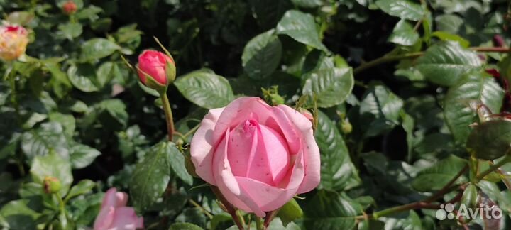 Чайная роза саженцы