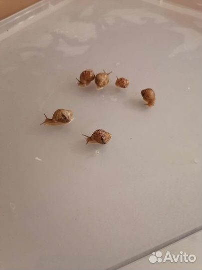 Улитки ахатины маленькие