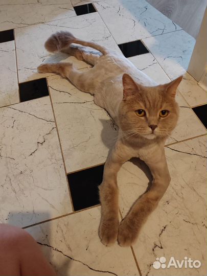 Стрижка кошек и собак. Груминг. Возможен выезд